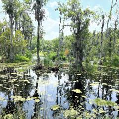 16c-Swamp-Silhoutettes-at-Magnolia-Plantation-Susan-Farbman-