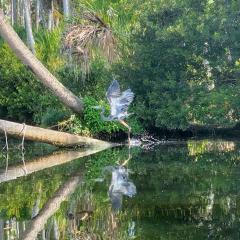 6b-Nancy-GusstafsonBulow-Creek-Heron-Taking-Flight-