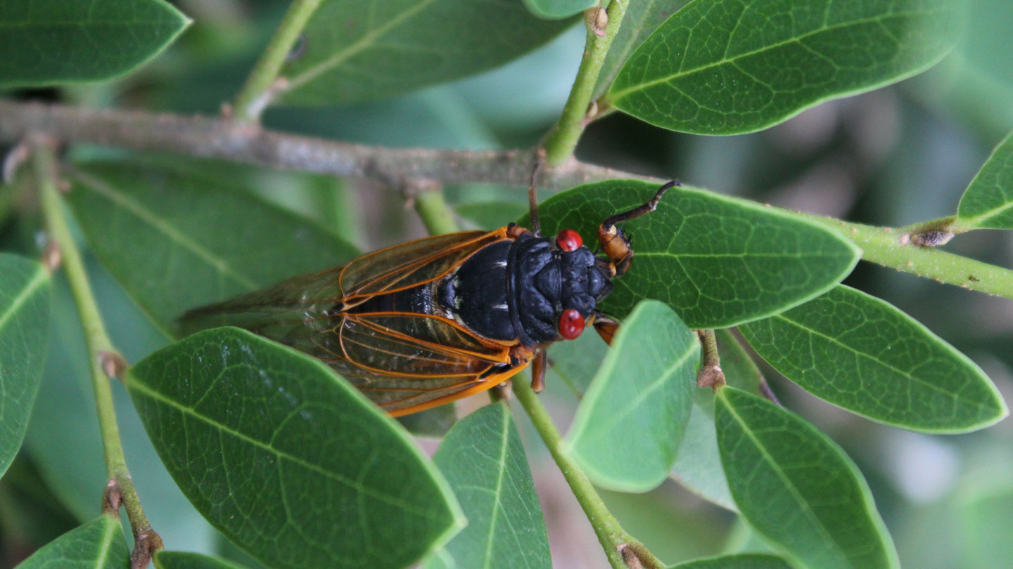 A cicada from spring 2024’s Brood XIX emergence rests on a bush outside Shelbie King Hall on the campus of The University of Alabama in Huntsville.