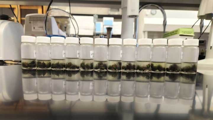 UAH researcher gains $95K USDA grant to help control Japanese beetle that causes $450M in U.S. damage annually